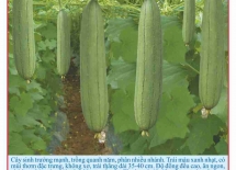 High yield farm squash seeds 10g