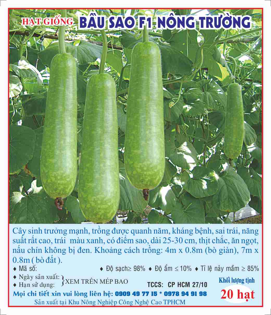 Hạt giống bầu sao F1 
