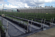 F1 chili growing process number 131