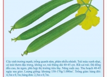 F1 squash seeds