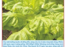 Farm lettuce seeds 20g