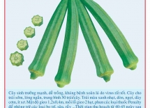 Super quality okra seeds 202 50g