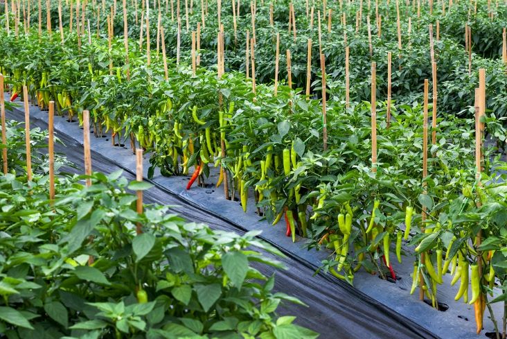 Quy trình trồng ớt hiểm F1 số 131