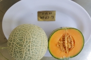 CHANH PHONG MELON