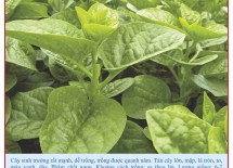 Large leaf malaba seeds