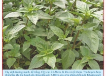 Large leaf cinnamon seeds