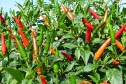 Farm F1 hybrid chili planting process