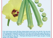 NT super quality okra seeds 50g